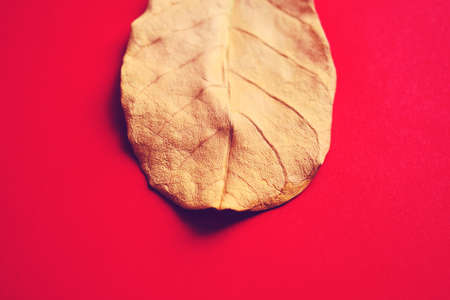 Gold Leafの写真素材