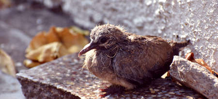 Baby Birdの写真素材