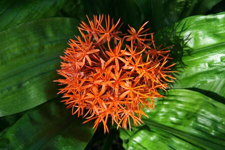 Orange round tropical flower