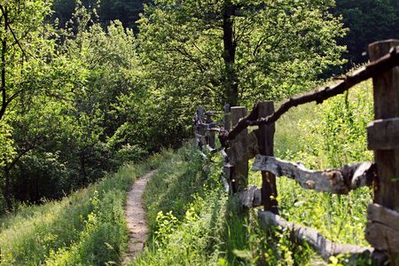 Path in the spring rich forest landscapeの写真素材