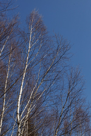 Birch tree branches on blue skyの写真素材