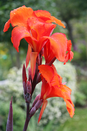 Orange Iris flower after rain, Iris germanicaの写真素材