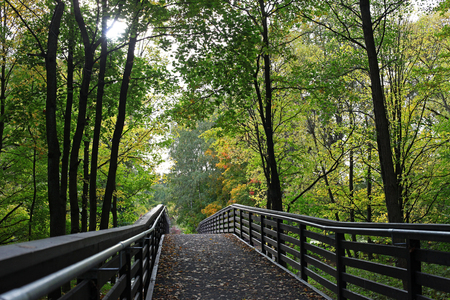 Bridge in the summer forestの写真素材