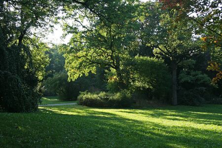 Summer sunlight in parkの写真素材