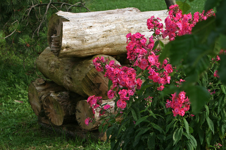 Pile of logs and rosesの写真素材