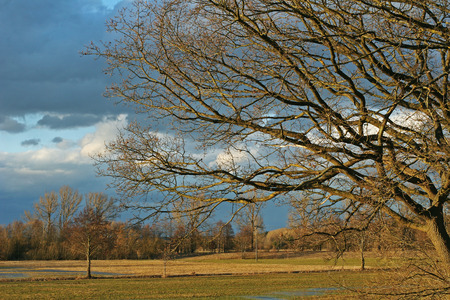 Windy winter tree landscapeの写真素材