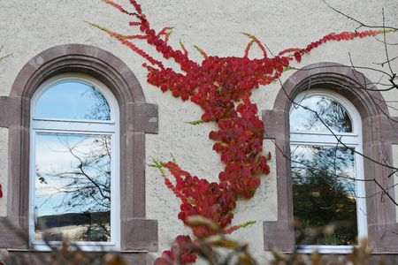 Red tree branches over windowsの写真素材