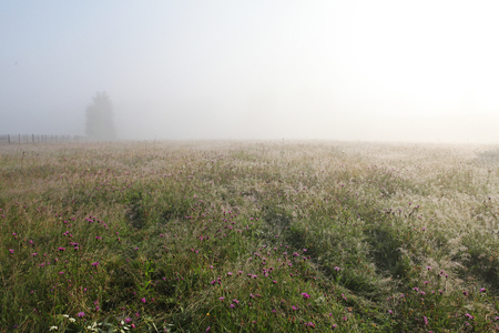 Foggy morning hay scene in the villageの写真素材