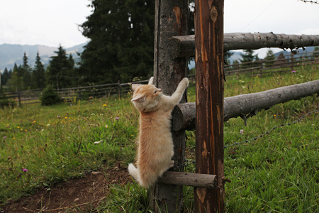 Cute kitten playing in eveningの写真素材