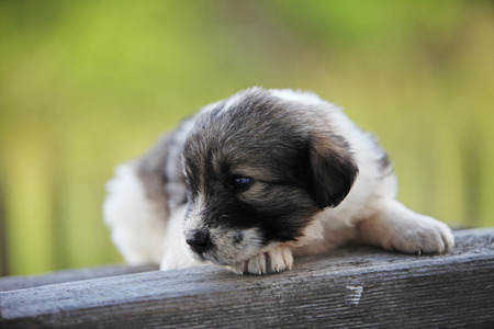 Romanian shepherd cub