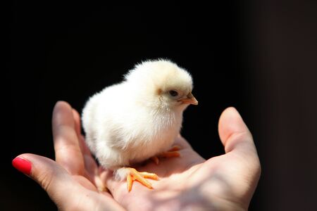 one day chick in the sunlightの写真素材