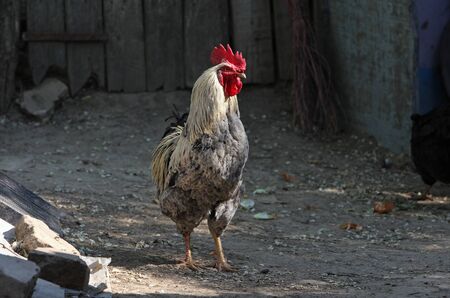 rooster curiousの写真素材