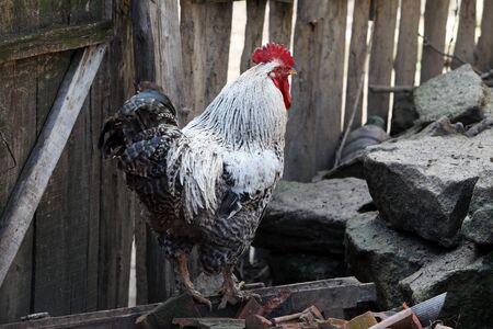 rooster in village backyardの写真素材