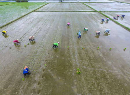 Group of farmer planting rice paddy in Mangkutana, Indonesia. Mangkutana is well known as trans...