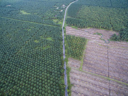 Replantation or Rejuvenation of palm oil tree or plantation in South Sulawesi, Indonesia.