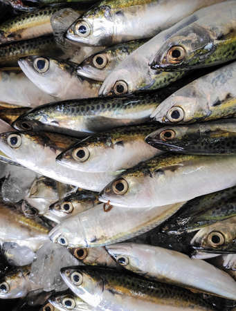 The fish sold in Indonesian traditional market in South Sulawesi - Indonesia.の写真素材