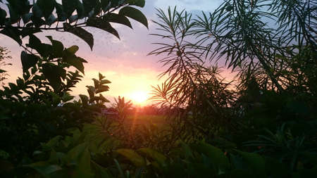 shadow plant with shun shineの写真素材