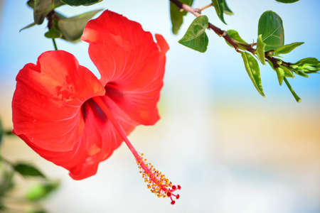 Red Hibiscus flowerの写真素材