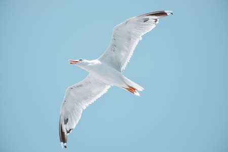 Seagull in flightの写真素材