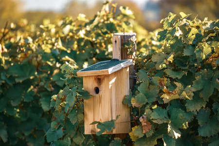 Birdhouse cage in autumn vineyard leavesの写真素材