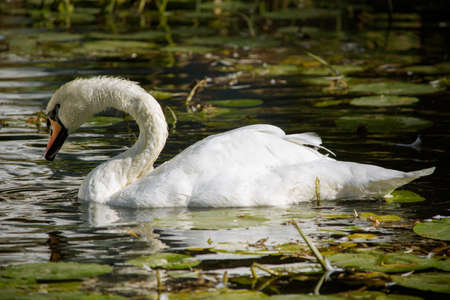 White swan swim in water sceneの写真素材