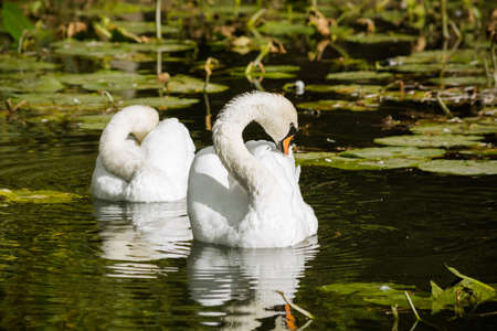 White swan swim in water sceneの写真素材