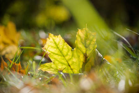 Autumn background. Leaf on a branch against a green background glows in the sun close-up in nature outdoors.の写真素材