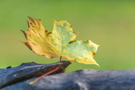 Autumn background. Leaf on a branch against a green background glows in the sun close-up in nature outdoors.の写真素材