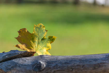 Autumn background. Leaf on a branch against a green background glows in the sun close-up in nature outdoors.の写真素材