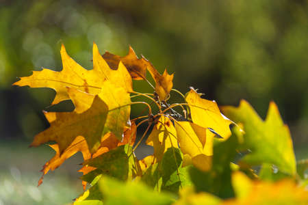 Autumn background. Leaf on a branch against a green background glows in the sun close-up in nature outdoors.の写真素材