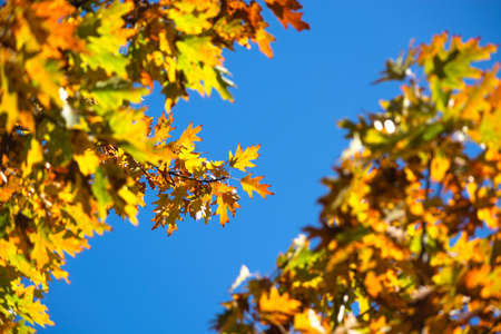 Autumn background. Leaf on a branch against a blue turquoise sky background glows in the sun close-up in nature outdoors.の写真素材