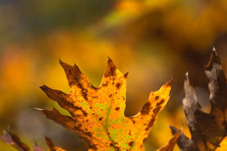 Autumn background. Leaf on a branch against a brown background glows in the sun close-up in nature outdoors.の写真素材