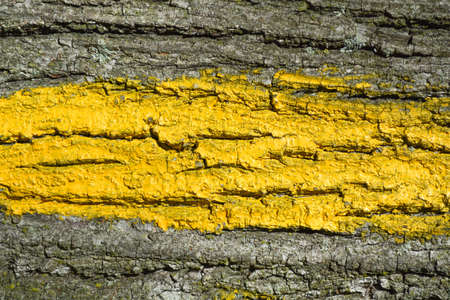 Tree bark texture backgroundの写真素材