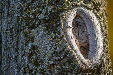 Tree bark in early autumnの写真素材