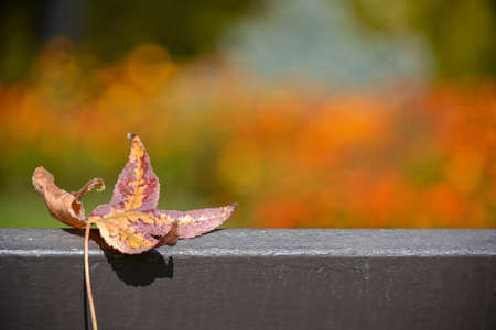 Autumn leaf on benchの写真素材