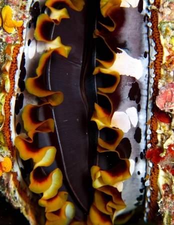 Close up of a thorny oyster