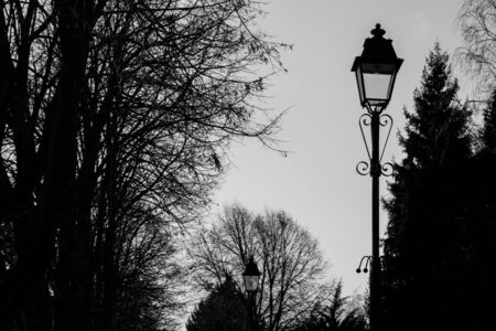 Black and white botanical park with tall trees and tall old lamp post in autumnの写真素材