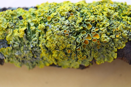 Close up ro shot of moss and lichen on a tree branch with details on black and green background