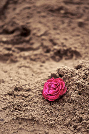 Rose in the Sandの写真素材
