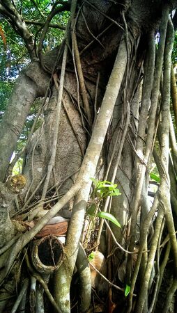 Branches of a treeの素材