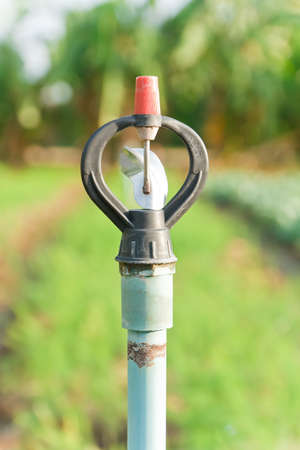 sprinkler in asparagus farmの写真素材
