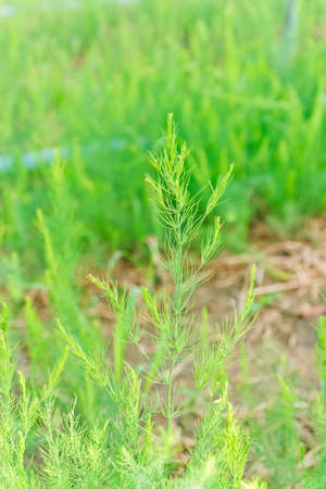 yong asparagus tree farmの写真素材