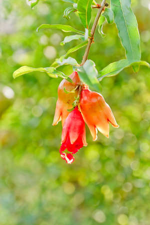 young pomegranateの写真素材