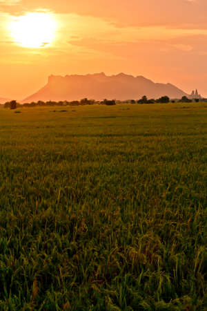 back farm rice sunset in Thailand ,の写真素材