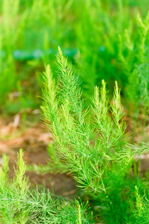 yong asparagus tree farmの写真素材