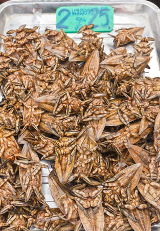 giant water bugs fully sell in the marketの写真素材