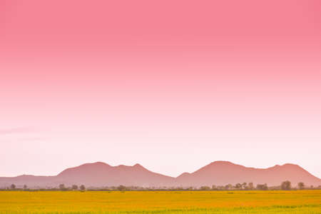 rice farm in Thailandの写真素材
