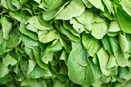 Chinese Cabbage-PAI TSAI or   Brassica chinensis Jusl var parachinensis  Bailey  Tsen   Lee in the...