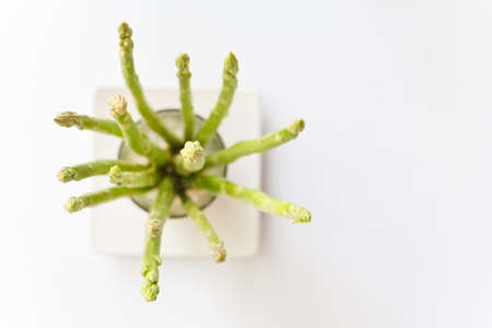 Fresh asparagus on a white backgroundの写真素材