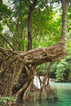 Roots by the river.erawan Waterfall, Kanchanaburi, Thailand.の写真素材